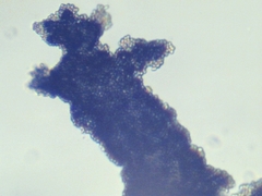 Penicillium