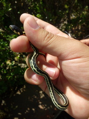 Thamnophis pulchrilatus