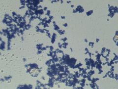 Penicillium