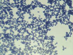Penicillium