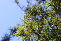 Sophora chathamica
