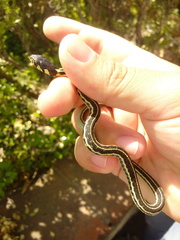 Thamnophis pulchrilatus