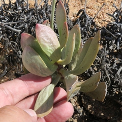 Adromischus alstonii