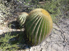 Ferocactus diguetii