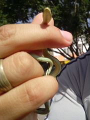 Thamnophis pulchrilatus