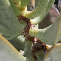 Adromischus alstonii