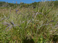 Festuca ammobia