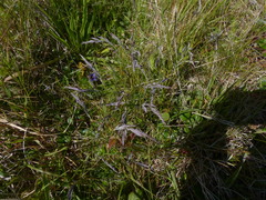 Festuca ammobia