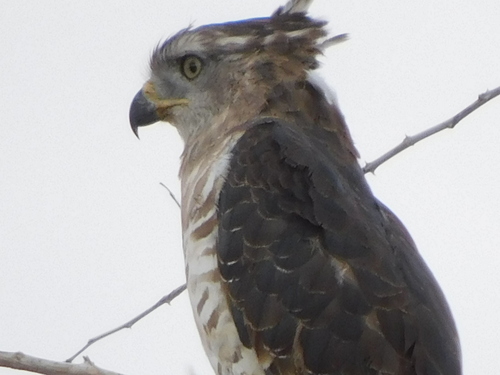 Southern Banded Snake Eagle