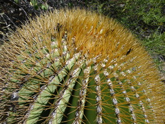 Ferocactus diguetii