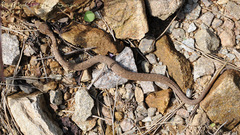 Gloydius ussuriensis