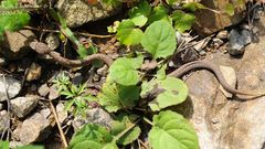 Gloydius ussuriensis