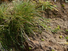 Festuca ammobia