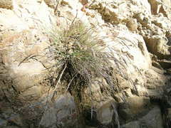 Festuca ammobia