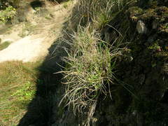 Festuca ammobia