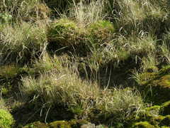 Festuca ammobia