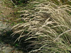 Festuca ammobia