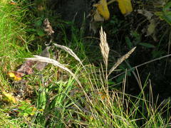 Festuca ammobia