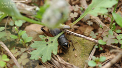 Teleogryllus emma