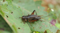 Teleogryllus emma
