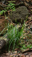 Image of Carex canariensis