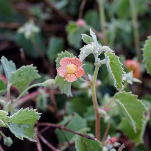 Image of Abutilon parvulum by (c) Andrew Tree, some rights reserved (CC BY)