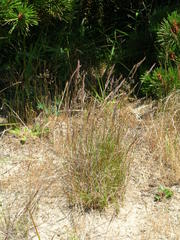 Festuca ammobia