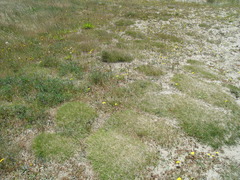Festuca ammobia
