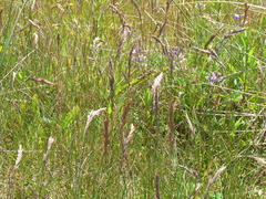 Festuca ammobia