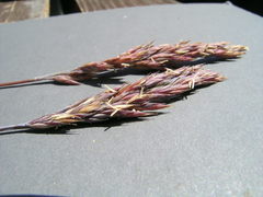 Festuca ammobia