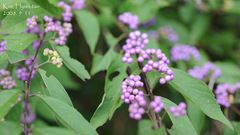 Callicarpa dichotoma