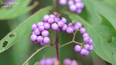 Callicarpa dichotoma