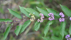 Callicarpa dichotoma