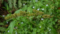 Carex canariensis image