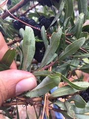 Comarostaphylis polifolia