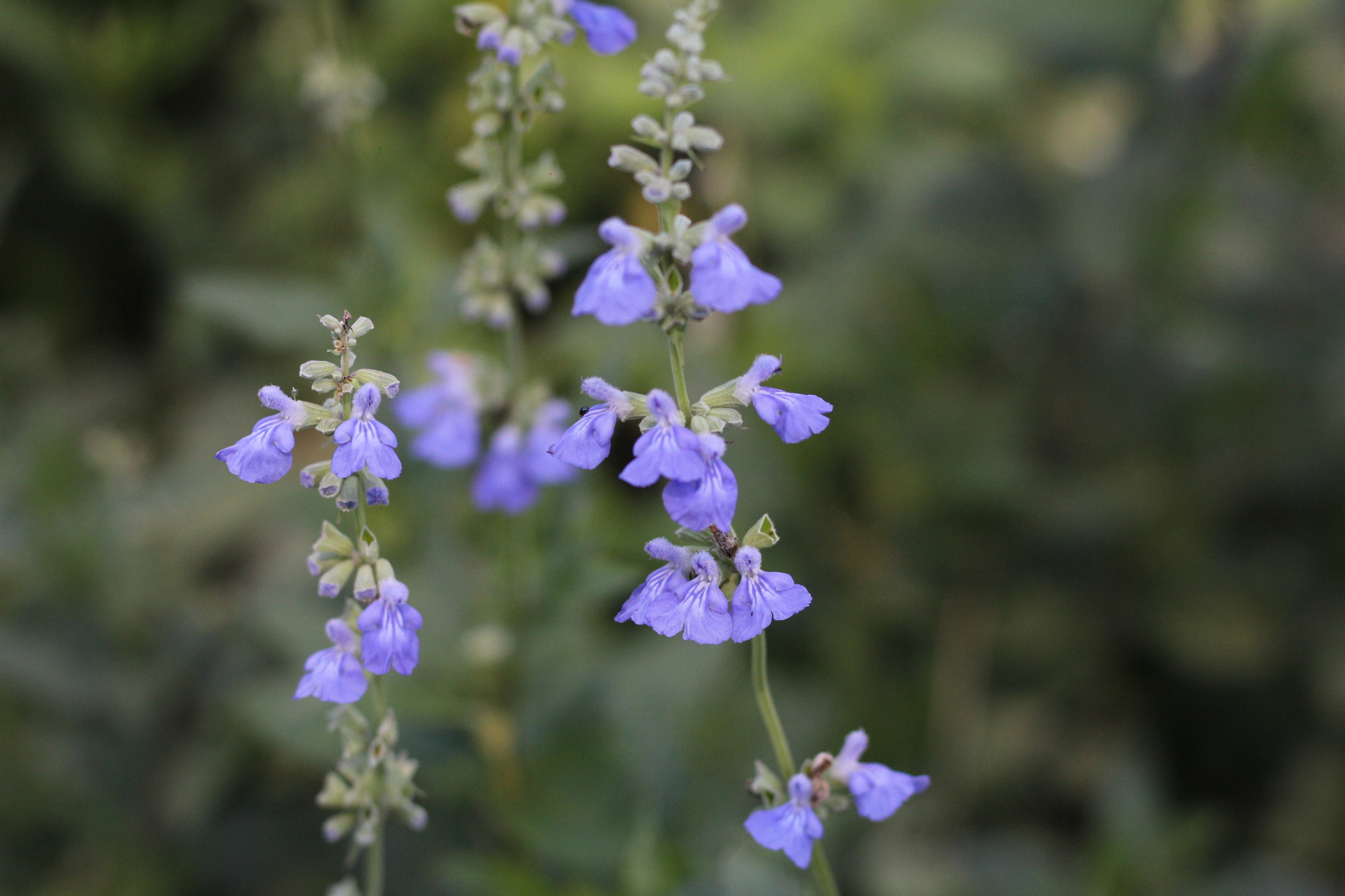 Salvia pallida