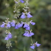 Salvia pallida - Photo (c) Romi Galeota Lencina, some rights reserved (CC BY), uploaded by Romi Galeota Lencina
