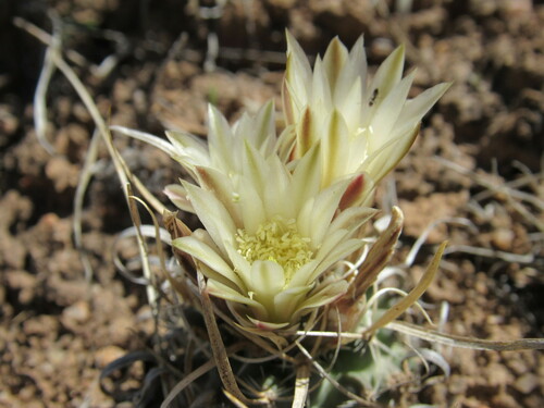 Sclerocactus papyracanthus