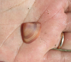 Donacidae