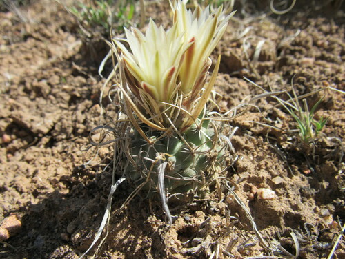 Sclerocactus papyracanthus
