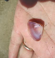 Donacidae