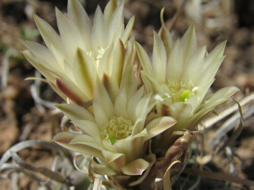 Sclerocactus papyracanthus