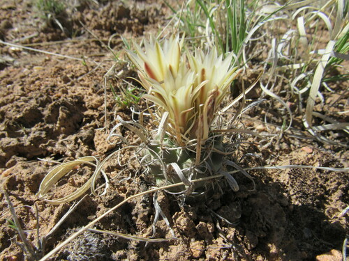 Sclerocactus papyracanthus