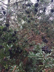 Comarostaphylis polifolia