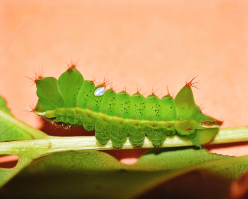 Cat's-paw Emperor