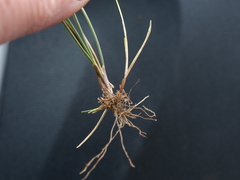 Festuca ammobia