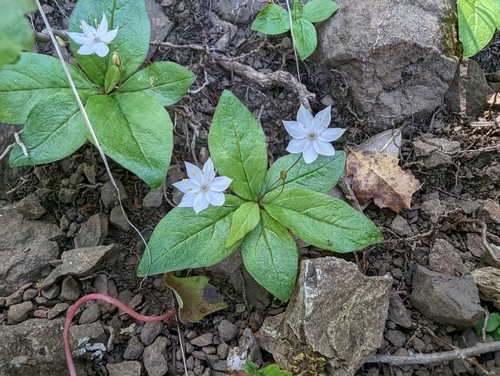 Pacific Starflower