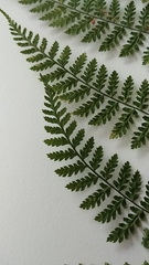 Dryopteris intermedia
