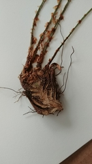 Dryopteris intermedia