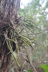 Brassavola